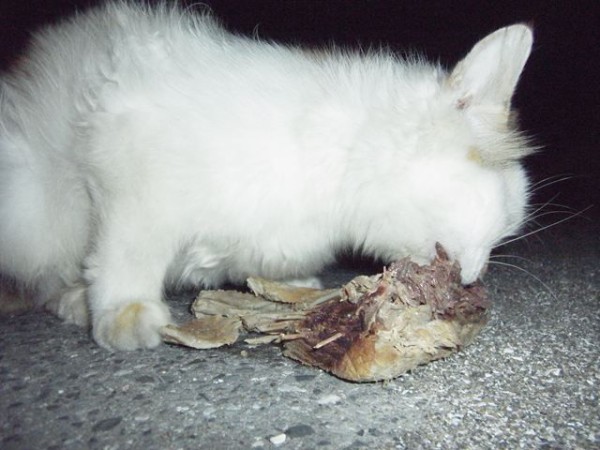 おおさかものがたり お昼寝ごろにゃん島より かいてつす 地球を救う