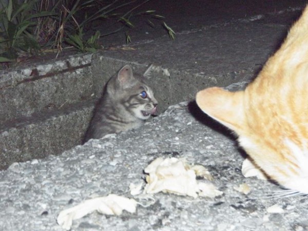 おおさかものがたり お昼寝ごろにゃん島より かいてつす 地球を救う