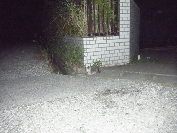 おおさかものがたり お昼寝ごろにゃん島より かいてつす 地球を救う