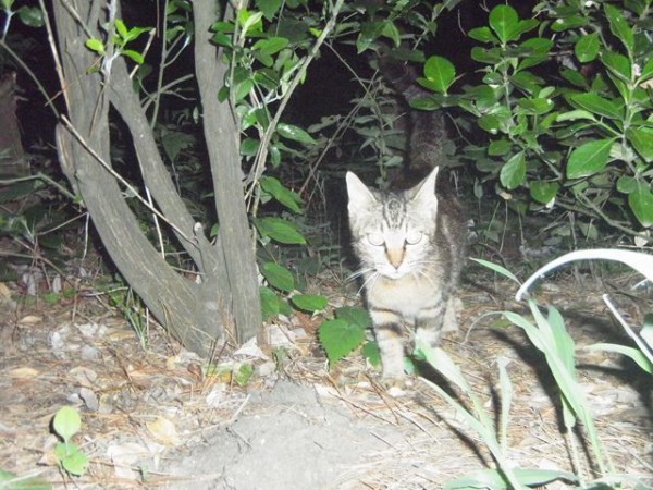 おおさかものがたり お昼寝ごろにゃん島より かいてつす 地球を救う