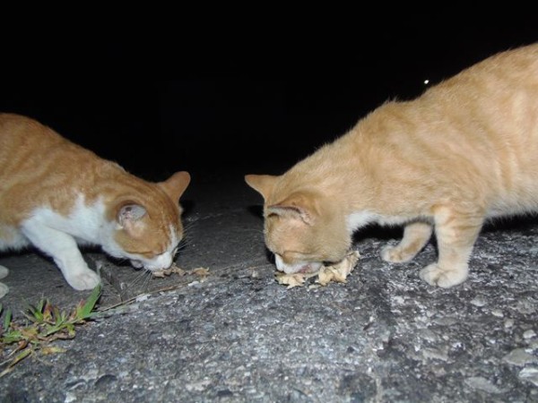 ゆーれい お昼寝ごろにゃん島より かいてつす 地球を救う