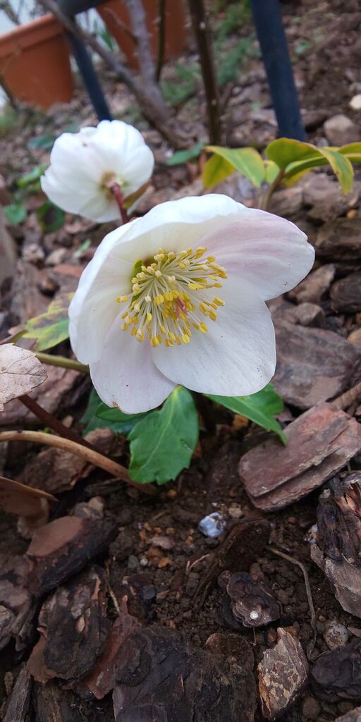 クリスマスローズの花言葉 365日お散歩日和