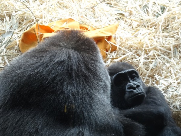 東京都 上野動物園をぶらついてみた 写真大量 国内一人旅ブログ はこいりむすめのいえ