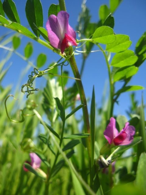 春の野花 カラスノエンドウ 富来の風景 能登の風景