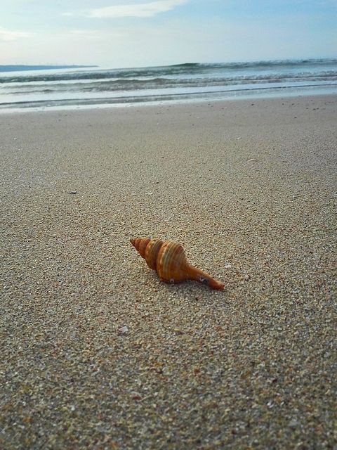 砂浜に寄せられた貝殻 富来の風景 能登の風景