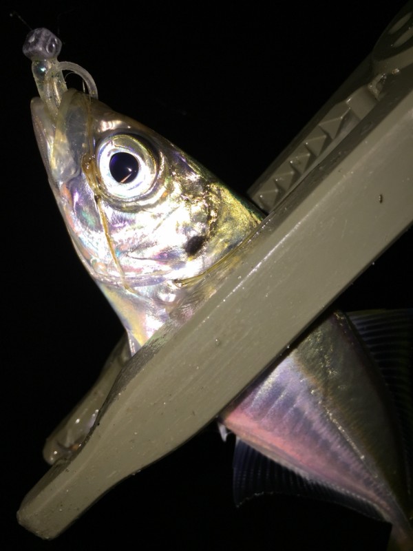 ブルーカレント　JH Special　58/TZ YAMAGA Blanks ブルーカレント TZ JH-Special 58/TZの最安値