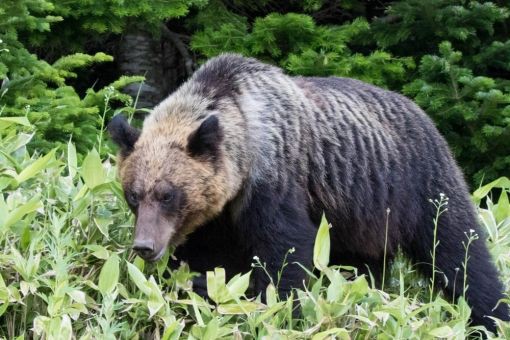 全身白いヒグマ 撮影に成功 アルビノではなく遺伝による作用か 北海道 八雲町 いきものばなし