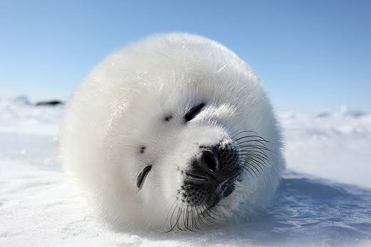 画像 アザラシって可愛いよなｗｗｗｗｗｗｗｗ いきものばなし