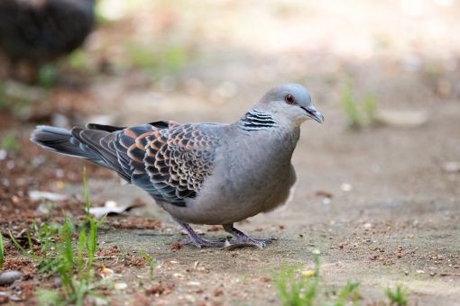 朗報 例のアイツの鳴き声 ホーホーホッホー に決定するｗｗｗｗｗｗ いきものばなし