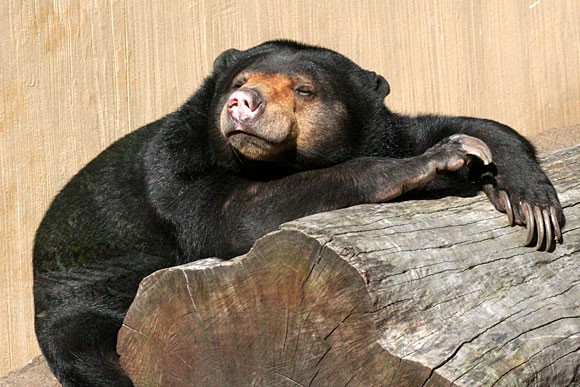 イヤーベア 上野を散歩