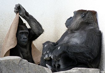 ドラミング 上野を散歩