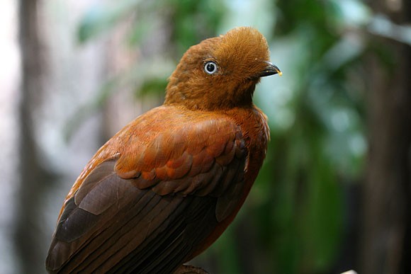 鳥特集 その2 上野を散歩 鳥特集 その2 上野を散歩