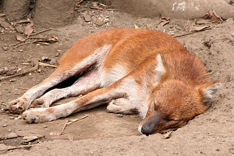 上野動物園民営化決定 上野を散歩