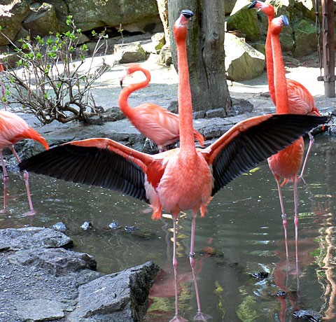 伊豆と言えば 上野を散歩