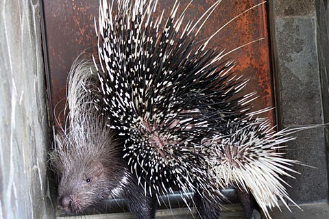 アフリカヤマアラシ 上野を散歩