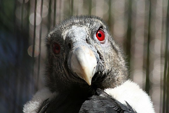 赤い眼 その２ 上野を散歩