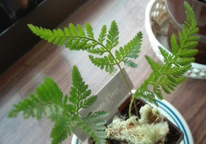 100円ショップで買った観葉植物を半年育てた結果 こうなりました 白キジの日常