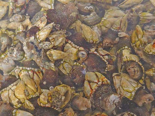 勝浦市 カメノテ をいただきました 房総の不動産会社 エンゼル不動産房総店リゾート日記