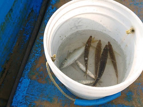 勝浦市漁師 船でアジ釣りに行ってきました 房総の不動産会社 エンゼル不動産房総店リゾート日記