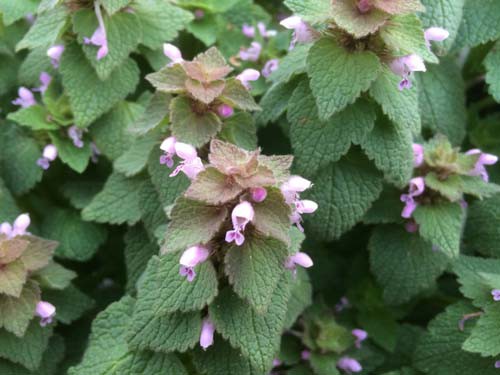 勝浦市部原で春の植物を見つけました 房総の不動産会社 エンゼル不動産房総店リゾート日記