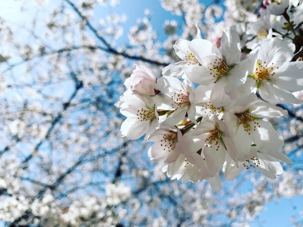 上野公園 サクラサク Fleur De Coeur ココロノハナ