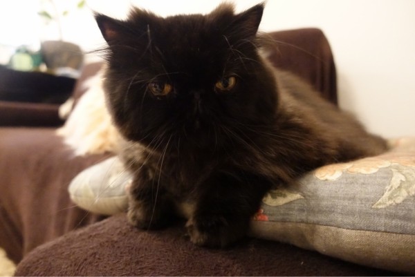 リュヌちゃん日記 Fleur De Coeur ココロノハナ