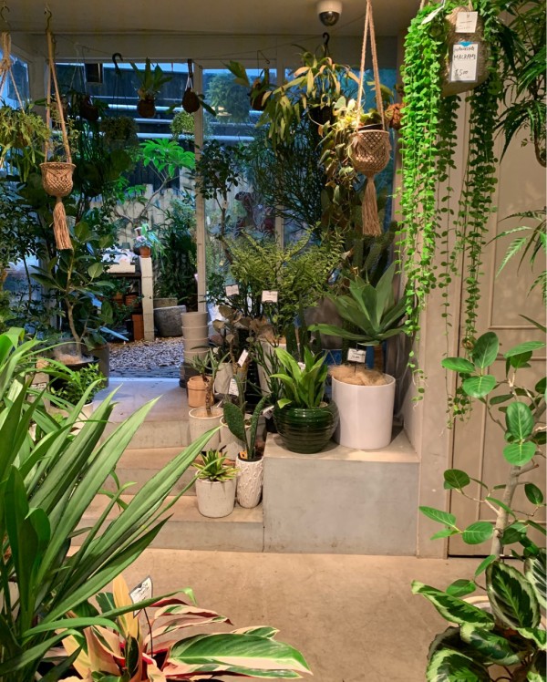 Biotop Nurseries ビオトープナーセリーズ Fleur De Coeur ココロノハナ