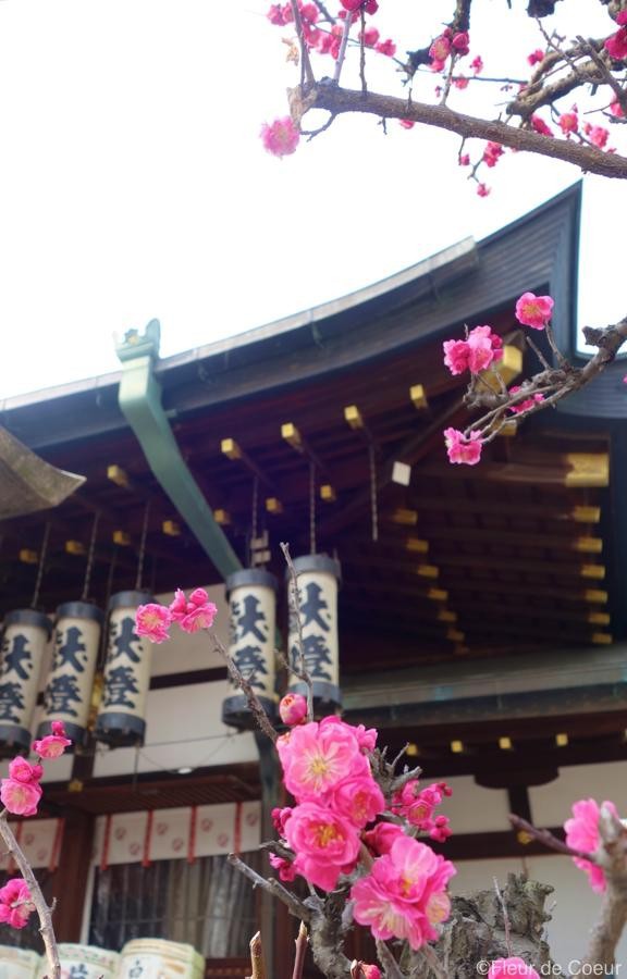 大阪天満宮 てんま天神梅まつり 盆梅 盆石展 Fleur De Coeur ココロノハナ