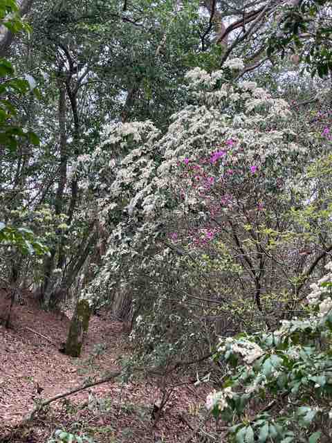 ヒカゲツツジ満開の向山連山🌸 : 姫路山岳会ブログ