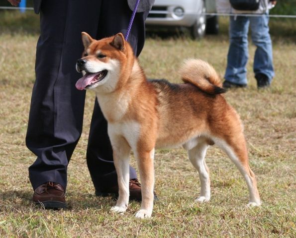 柴犬(茶色)☆ 石川支部展・ジャスピンⅡ : 姫柴な毎日