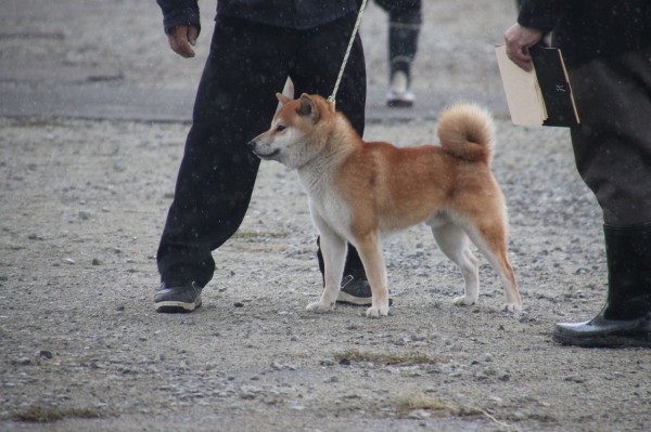 平成29年度・全国展IN和歌山2 : 姫柴な毎日