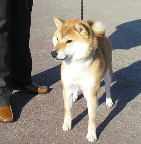 かんにゃん 成長記 姫柴な毎日