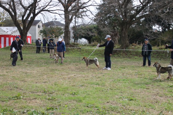平成30年度 第105回 日本犬全国展覧会in三多摩 姫柴な毎日