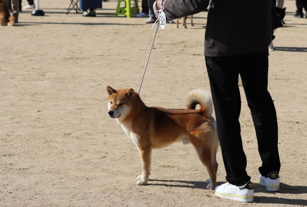 2023 日本犬保存会全国展覧会IN兵庫Ⅱ : 姫柴な毎日