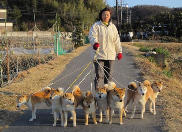 多頭飼い散歩事情 姫柴な毎日