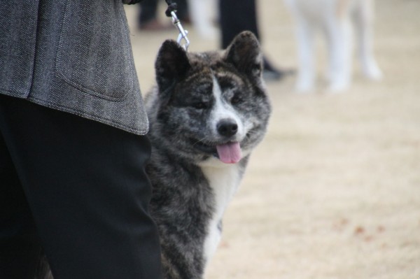 熊本の旅 秋田犬１ 姫柴な毎日