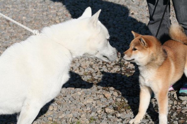 日本犬の唸り声について 姫柴な毎日