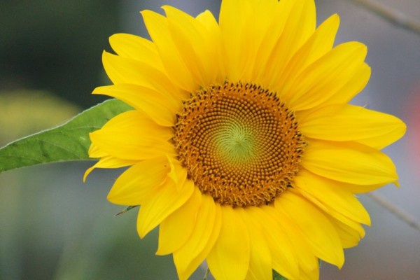 夏至も過ぎ 姫柴な毎日 夏至も過ぎ 姫柴な毎日