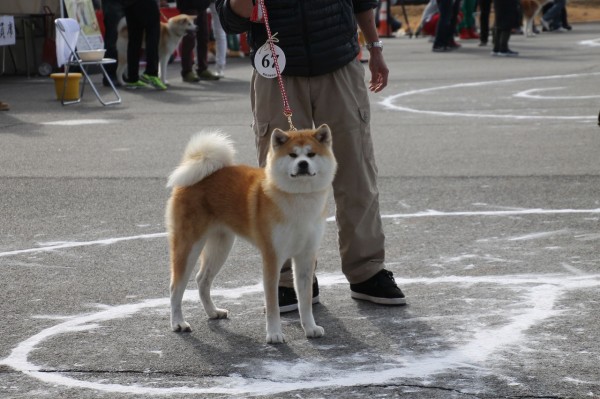 秋田犬保存会本部展ｉｎ岐阜 姫柴な毎日