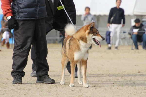 令和1年 全国展ｉｎ岡山 姫柴な毎日