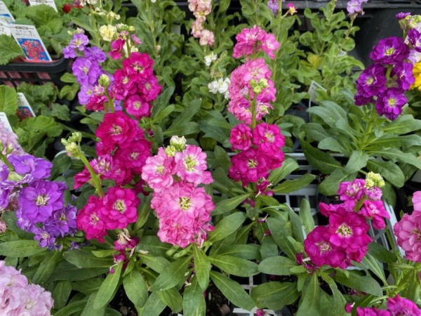 明日は休みダ 姫柴な毎日