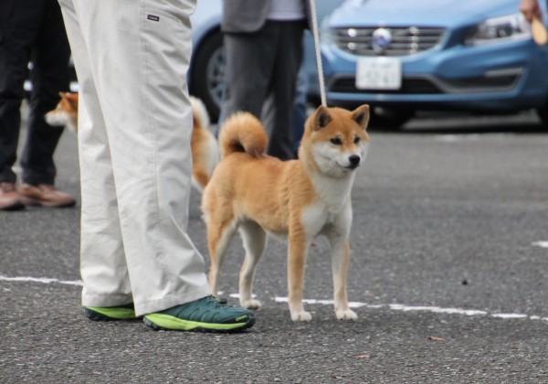 令和1年 北陸連合展ｉｎ福井 ジャスピン 姫柴な毎日