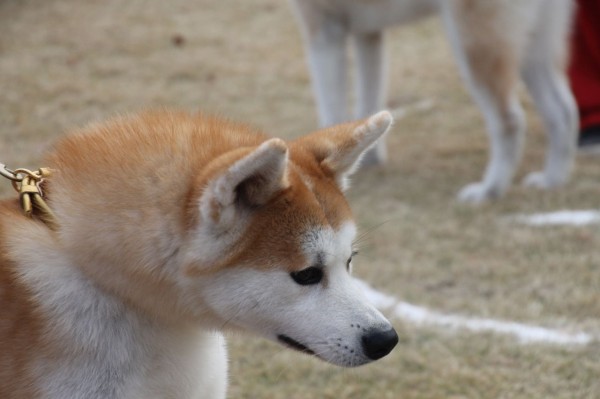 熊本の旅 秋田犬１ 姫柴な毎日