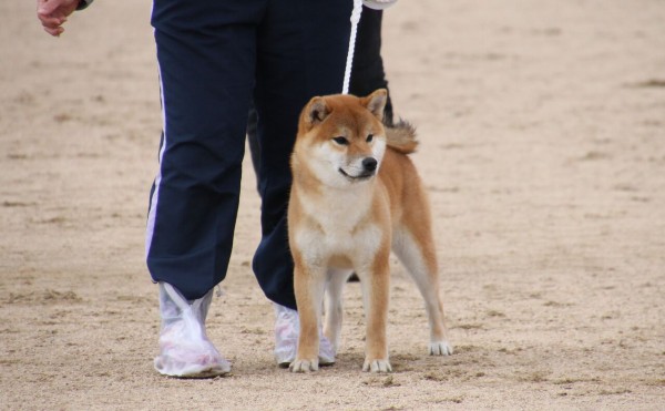 令和２年 春季 兵庫支部展 ジャスピン 姫柴な毎日