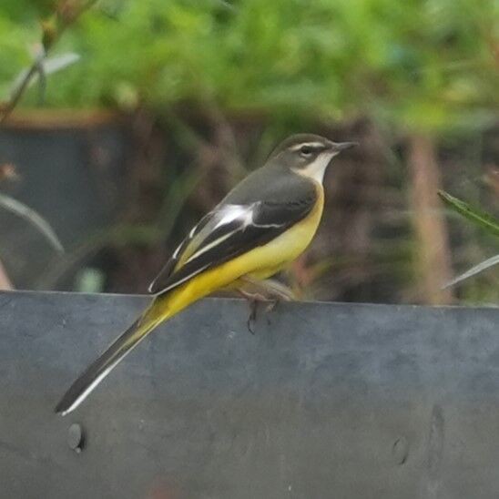 10月21日ツメナガセキレイいろいろです① : 鳥とり日記3