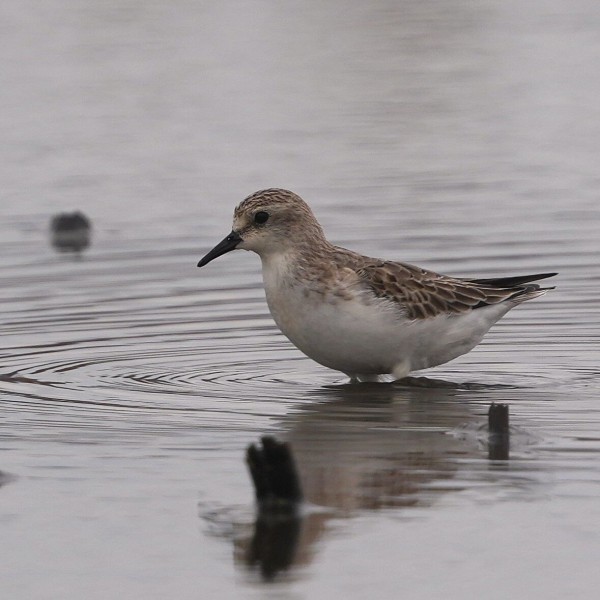 10月21日ツメナガセキレイいろいろです① : 鳥とり日記3