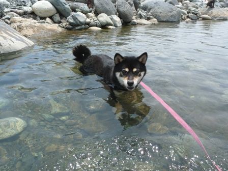 川遊び １回目 神奈川県 山北 柴犬 トイプードルの くろくろまろまゆ