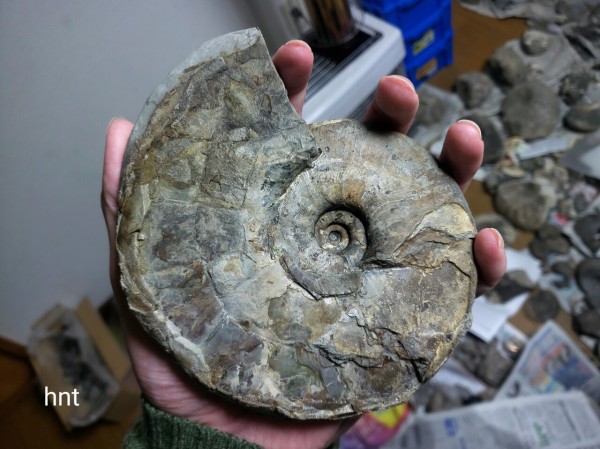 理想的なパキディスカス : 石拾いの日記