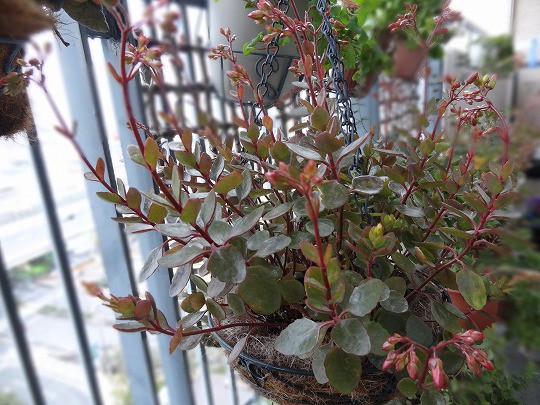 蕾にわくわく ベランダのお花達