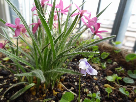 花の力はすご い ベランダのお花達